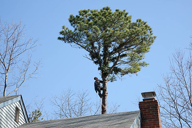 How Our Tree Care Process Works  in  Armonk, NY